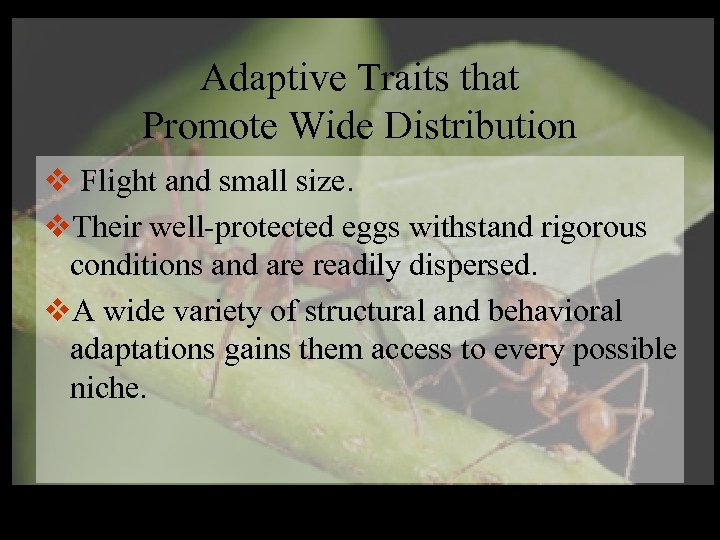 Adaptive Traits that Promote Wide Distribution v Flight and small size. v. Their well-protected