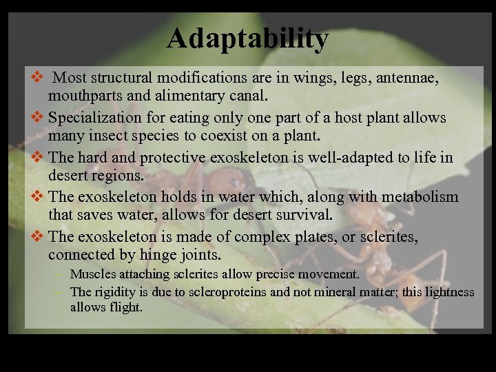 Adaptability v Most structural modifications are in wings, legs, antennae, mouthparts and alimentary canal.