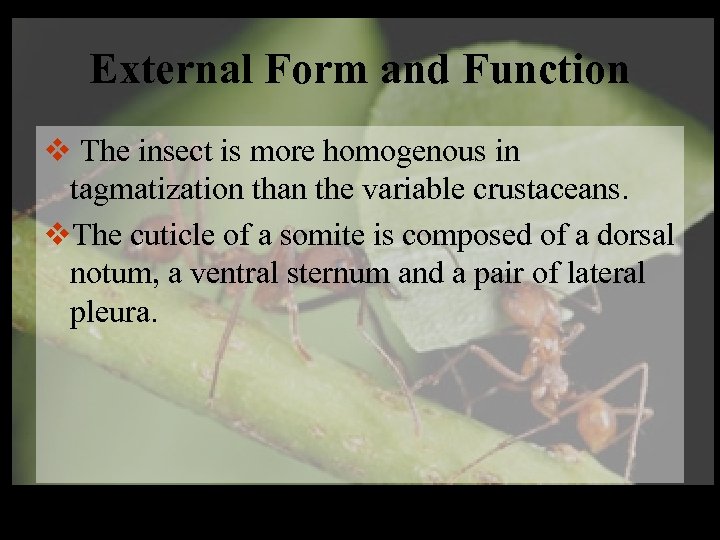 External Form and Function v The insect is more homogenous in tagmatization than the