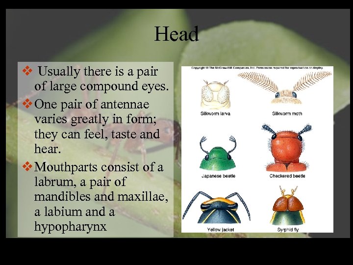 Head v Usually there is a pair of large compound eyes. v One pair