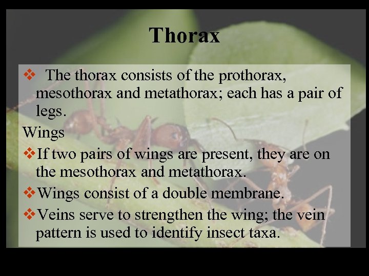 Thorax v The thorax consists of the prothorax, mesothorax and metathorax; each has a