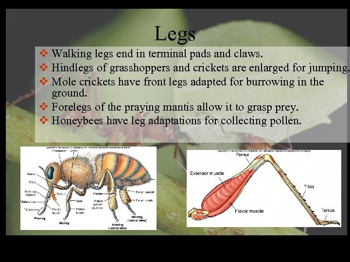 Legs v Walking legs end in terminal pads and claws. v Hindlegs of grasshoppers