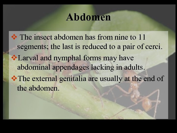 Abdomen v The insect abdomen has from nine to 11 segments; the last is
