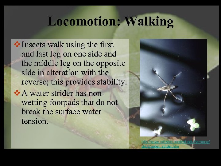 Locomotion: Walking v Insects walk using the first and last leg on one side