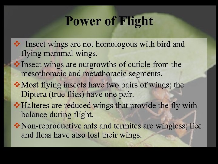 Power of Flight v Insect wings are not homologous with bird and flying mammal