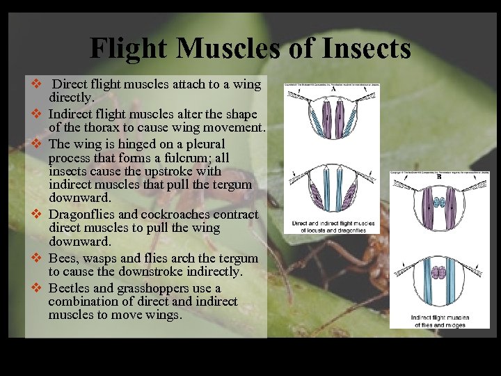 Flight Muscles of Insects v Direct flight muscles attach to a wing directly. v