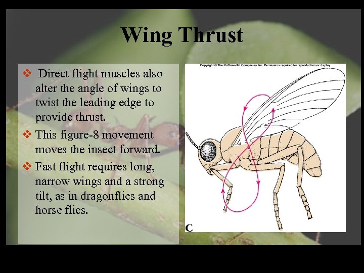 Wing Thrust v Direct flight muscles also alter the angle of wings to twist