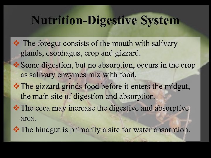 Nutrition-Digestive System v The foregut consists of the mouth with salivary glands, esophagus, crop