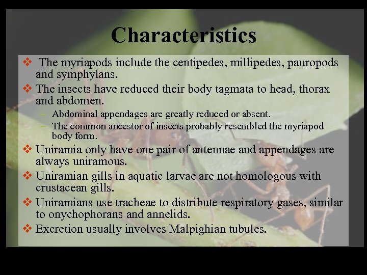 Characteristics v The myriapods include the centipedes, millipedes, pauropods and symphylans. v The insects