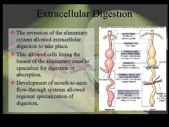 Extracellular Digestion v The invention of the alimentary system allowed extracellular digestion to take