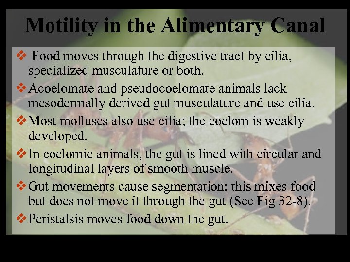 Motility in the Alimentary Canal v Food moves through the digestive tract by cilia,