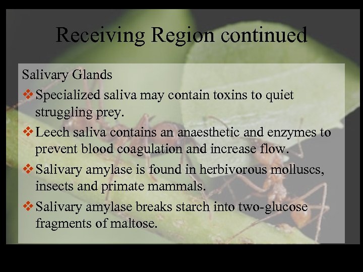 Receiving Region continued Salivary Glands v Specialized saliva may contain toxins to quiet struggling