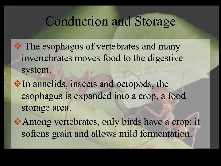 Conduction and Storage v The esophagus of vertebrates and many invertebrates moves food to