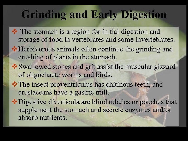 Grinding and Early Digestion v The stomach is a region for initial digestion and