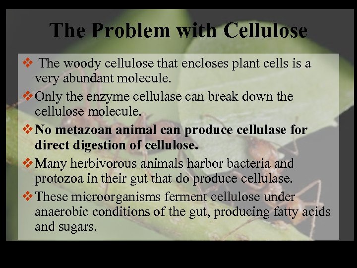 The Problem with Cellulose v The woody cellulose that encloses plant cells is a
