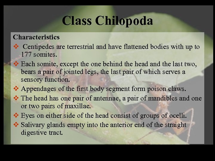 Class Chilopoda Characteristics v Centipedes are terrestrial and have flattened bodies with up to