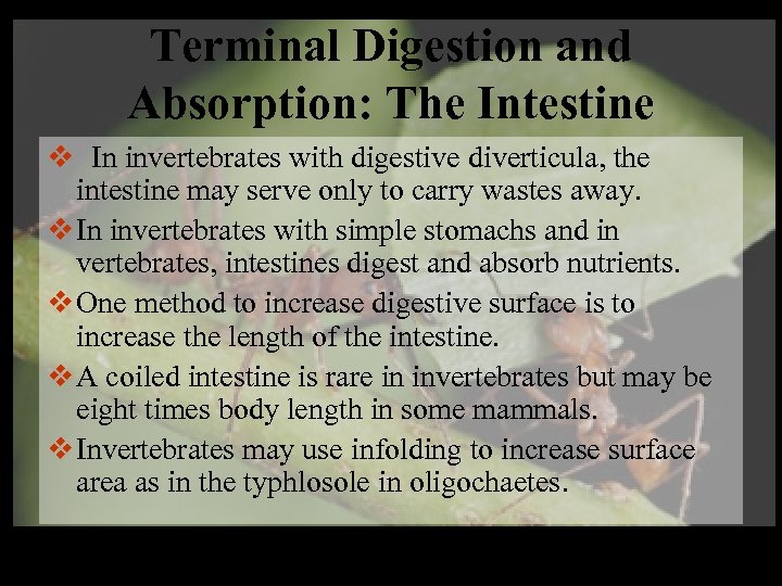 Terminal Digestion and Absorption: The Intestine v In invertebrates with digestive diverticula, the intestine