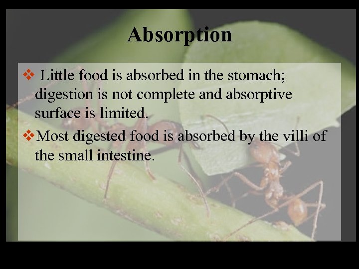 Absorption v Little food is absorbed in the stomach; digestion is not complete and