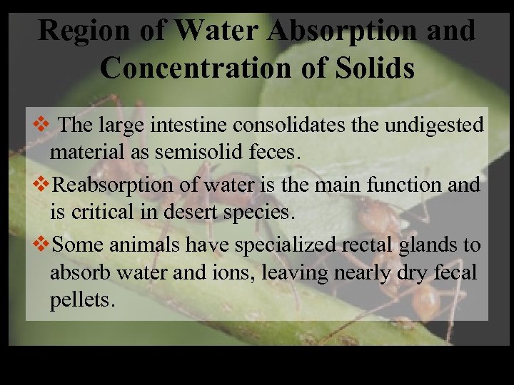 Region of Water Absorption and Concentration of Solids v The large intestine consolidates the