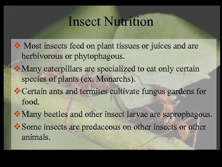 Insect Nutrition v Most insects feed on plant tissues or juices and are herbivorous