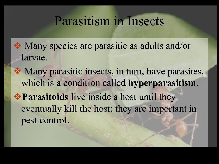 Parasitism in Insects v Many species are parasitic as adults and/or larvae. v Many