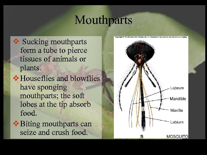 Mouthparts v Sucking mouthparts form a tube to pierce tissues of animals or plants.