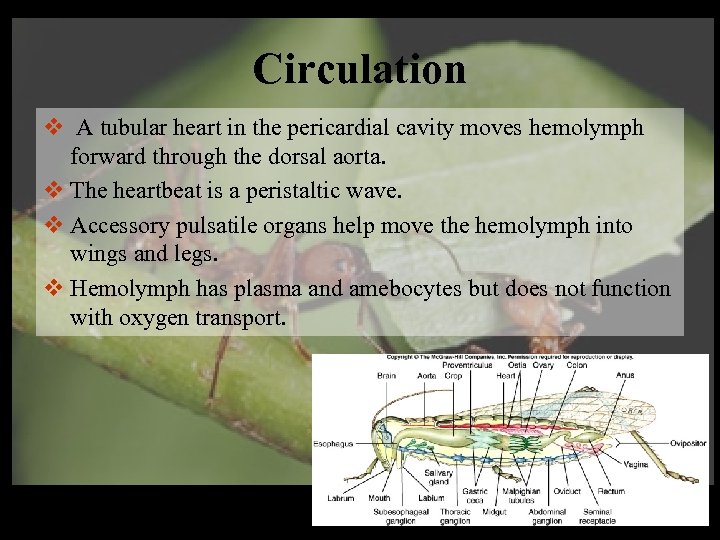 Circulation v A tubular heart in the pericardial cavity moves hemolymph forward through the