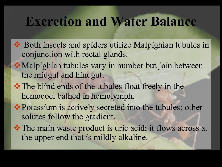 Excretion and Water Balance v Both insects and spiders utilize Malpighian tubules in conjunction