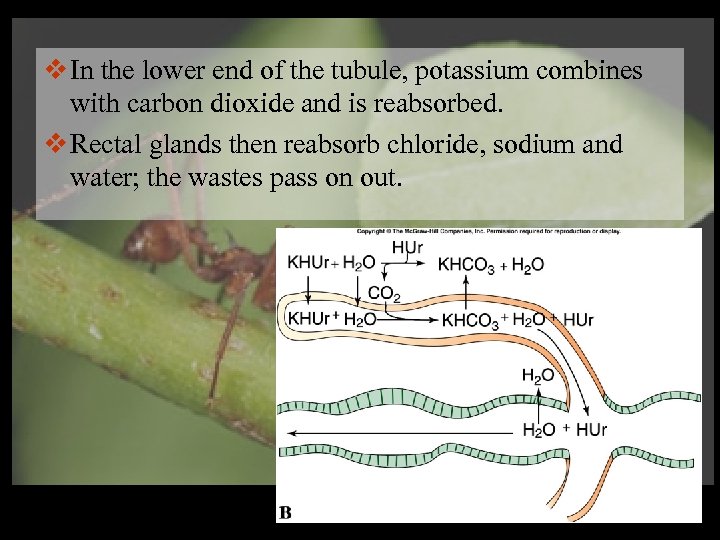 v In the lower end of the tubule, potassium combines with carbon dioxide and