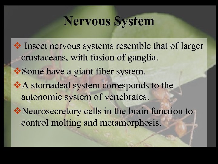 Nervous System v Insect nervous systems resemble that of larger crustaceans, with fusion of