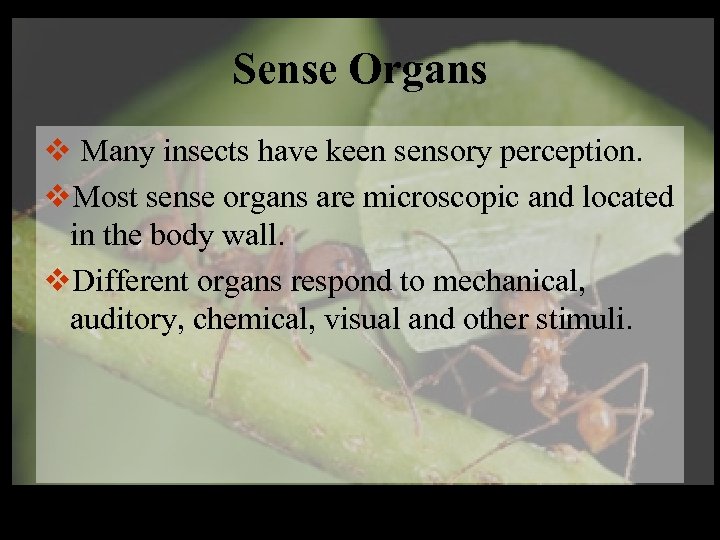 Sense Organs v Many insects have keen sensory perception. v. Most sense organs are