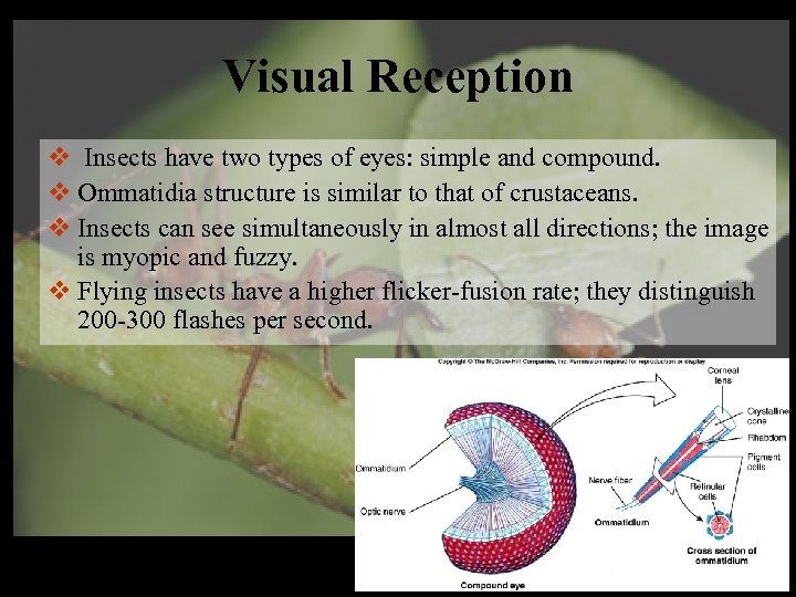 Visual Reception v Insects have two types of eyes: simple and compound. v Ommatidia