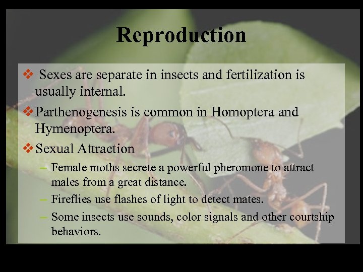 Reproduction v Sexes are separate in insects and fertilization is usually internal. v Parthenogenesis
