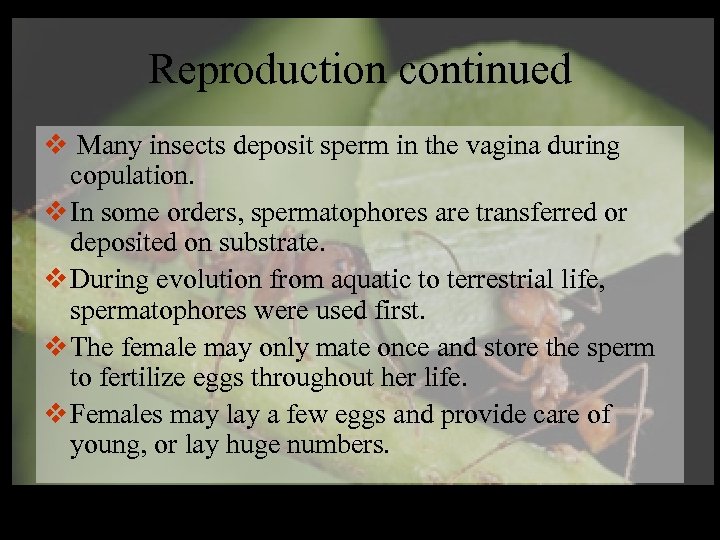Reproduction continued v Many insects deposit sperm in the vagina during copulation. v In