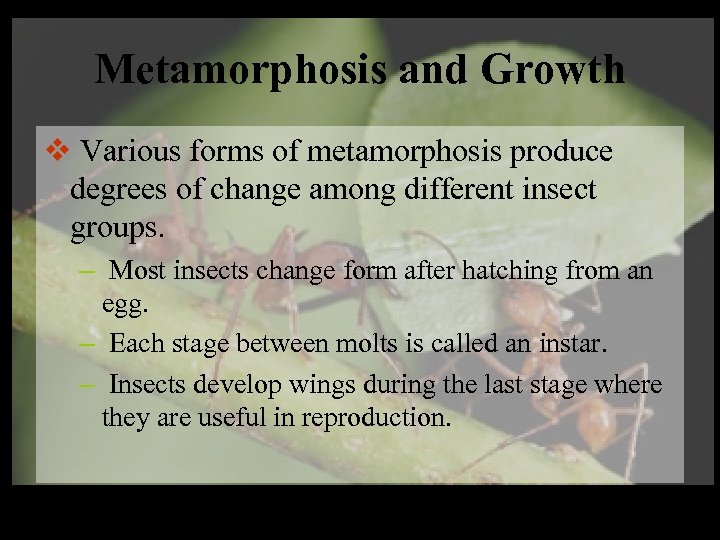 Metamorphosis and Growth v Various forms of metamorphosis produce degrees of change among different