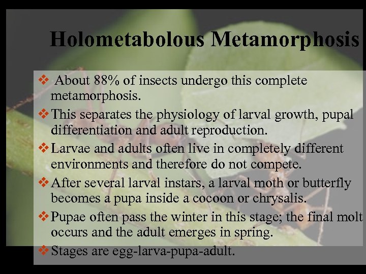 Holometabolous Metamorphosis v About 88% of insects undergo this complete metamorphosis. v This separates