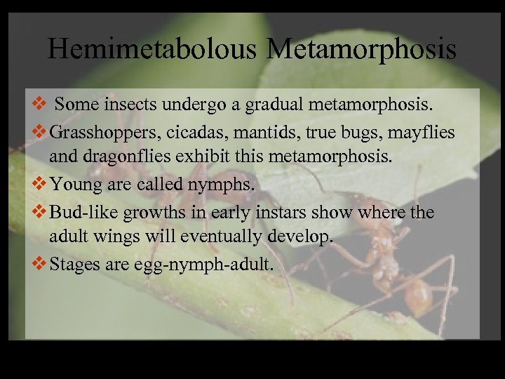 Hemimetabolous Metamorphosis v Some insects undergo a gradual metamorphosis. v Grasshoppers, cicadas, mantids, true