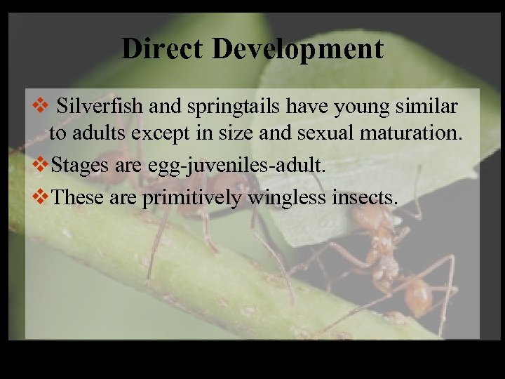 Direct Development v Silverfish and springtails have young similar to adults except in size