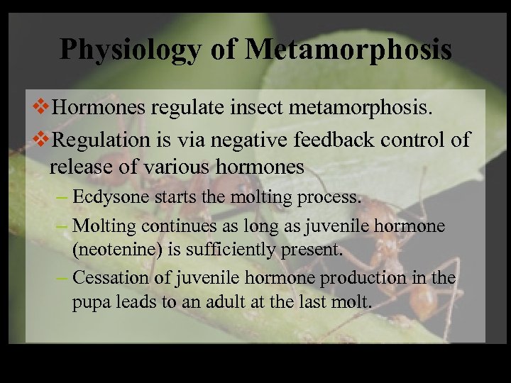 Physiology of Metamorphosis v. Hormones regulate insect metamorphosis. v. Regulation is via negative feedback