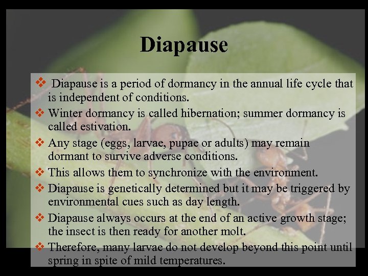 Diapause v Diapause is a period of dormancy in the annual life cycle that