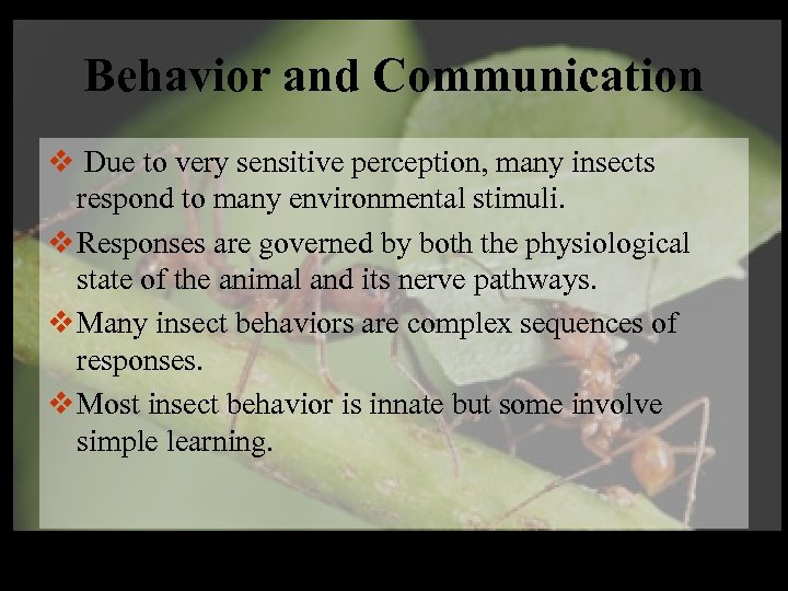 Behavior and Communication v Due to very sensitive perception, many insects respond to many