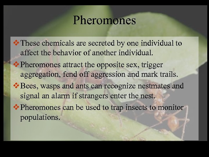 Pheromones v These chemicals are secreted by one individual to affect the behavior of