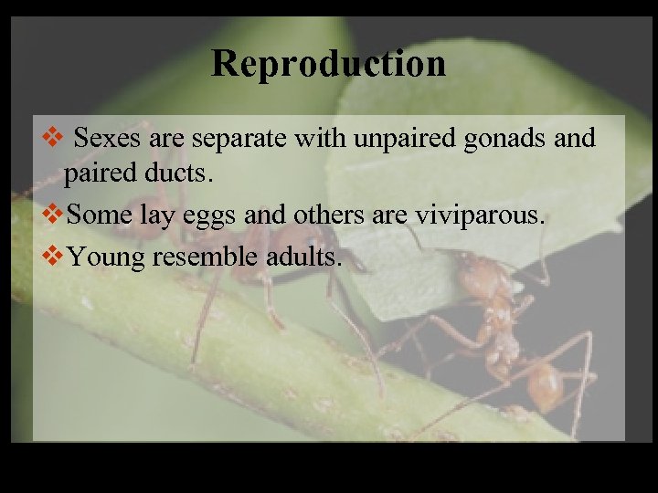 Reproduction v Sexes are separate with unpaired gonads and paired ducts. v. Some lay