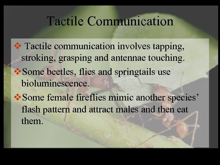 Tactile Communication v Tactile communication involves tapping, stroking, grasping and antennae touching. v. Some