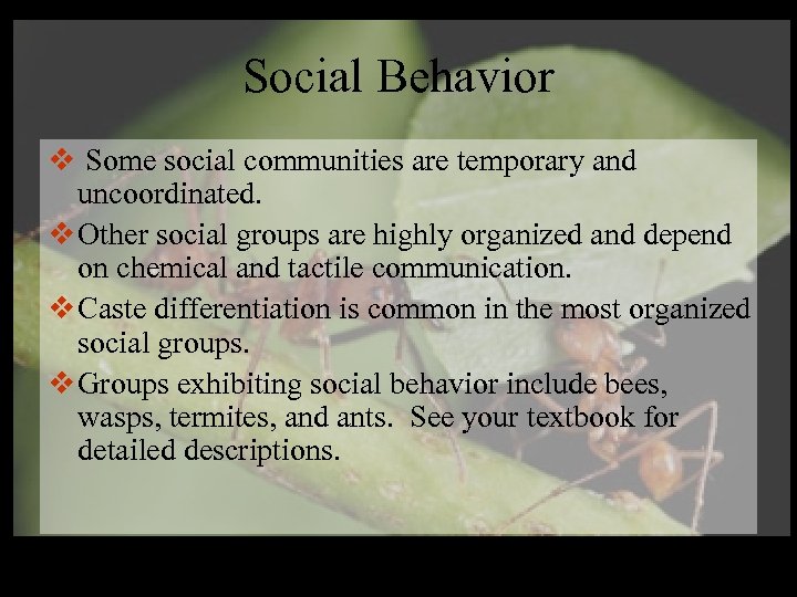 Social Behavior v Some social communities are temporary and uncoordinated. v Other social groups
