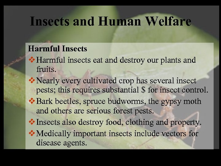 Insects and Human Welfare Harmful Insects v Harmful insects eat and destroy our plants
