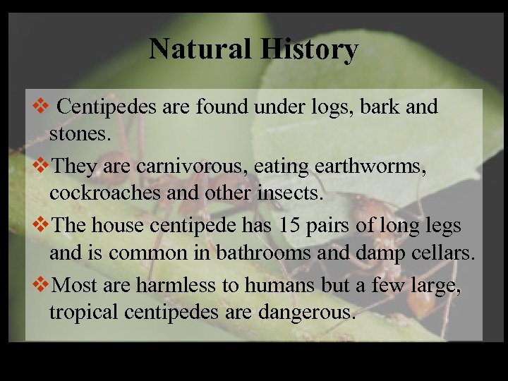 Natural History v Centipedes are found under logs, bark and stones. v. They are