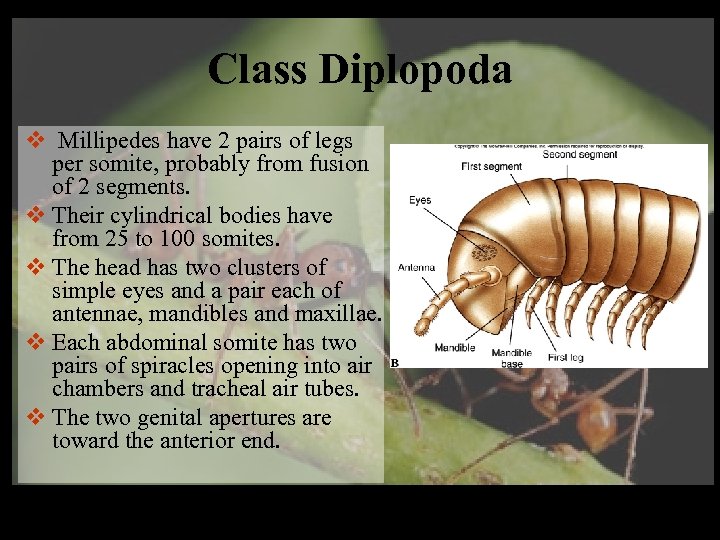 Class Diplopoda v Millipedes have 2 pairs of legs per somite, probably from fusion
