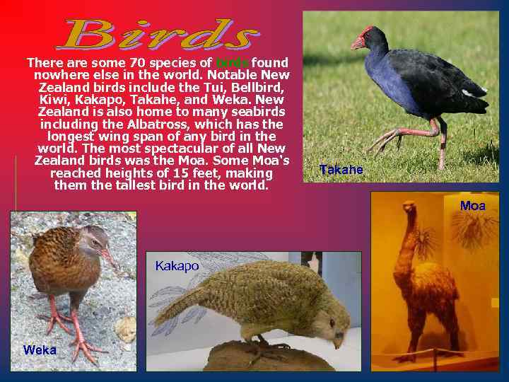 There are some 70 species of birds found nowhere else in the world. Notable