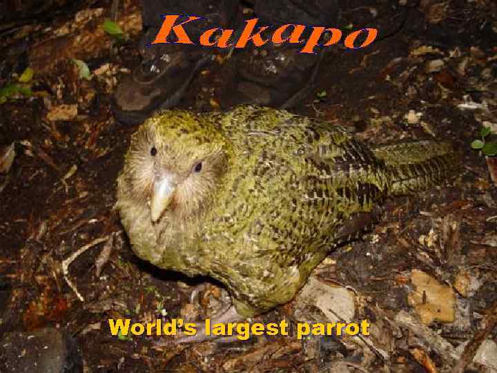 World’s largest parrot 